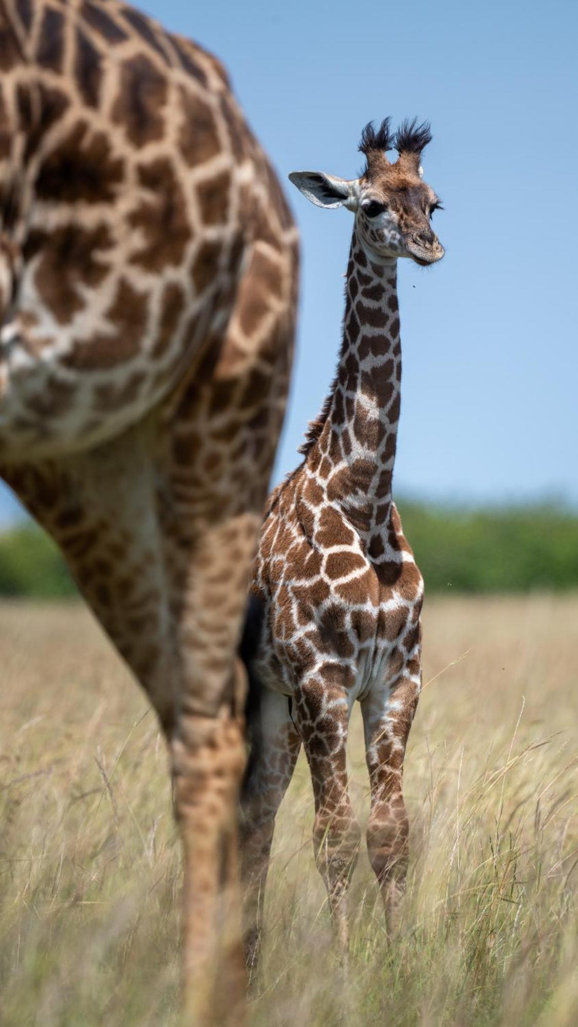 Olkinyei Mara Tented Camp Talek Exterior foto