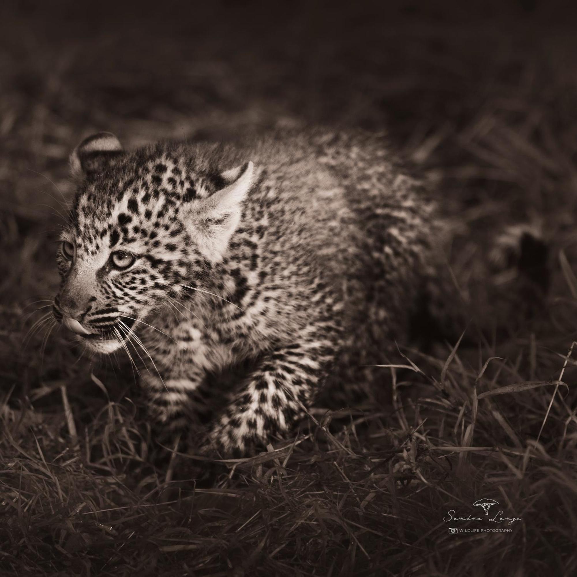 Olkinyei Mara Tented Camp Talek Exterior foto